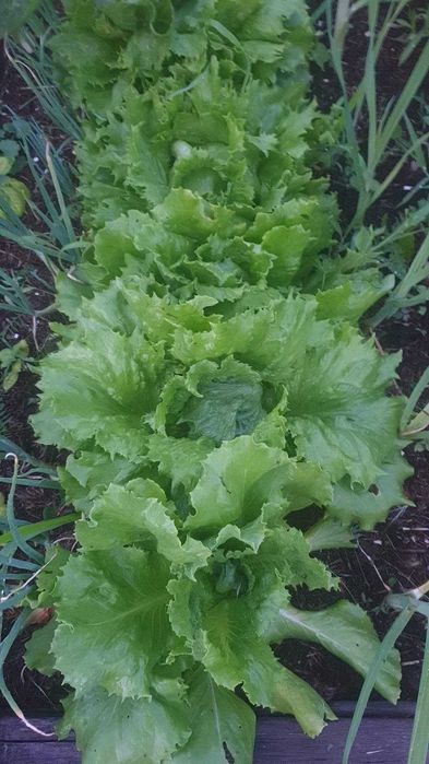 Nasiona kolekcjonerskie sałat pysznych, kruchych. Mix odmian.