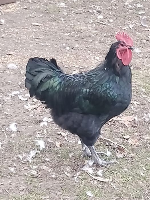 Sprzedam lub zamienię kogut Jersey Giant