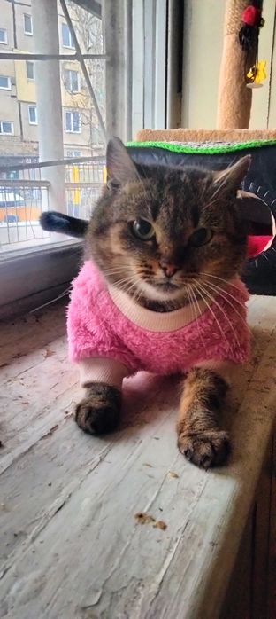 Найкраща кішка шукає дім!