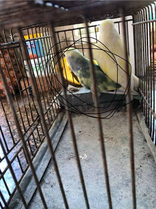 Casal Reprodutor de Agapornis