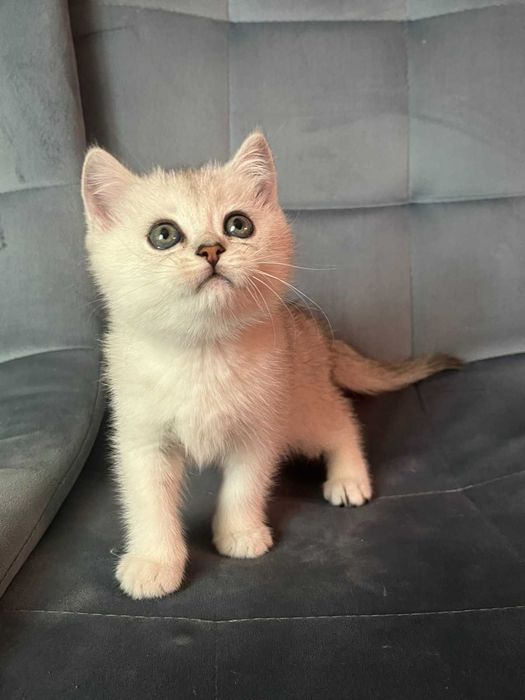 Кошенята Срібна шиншила