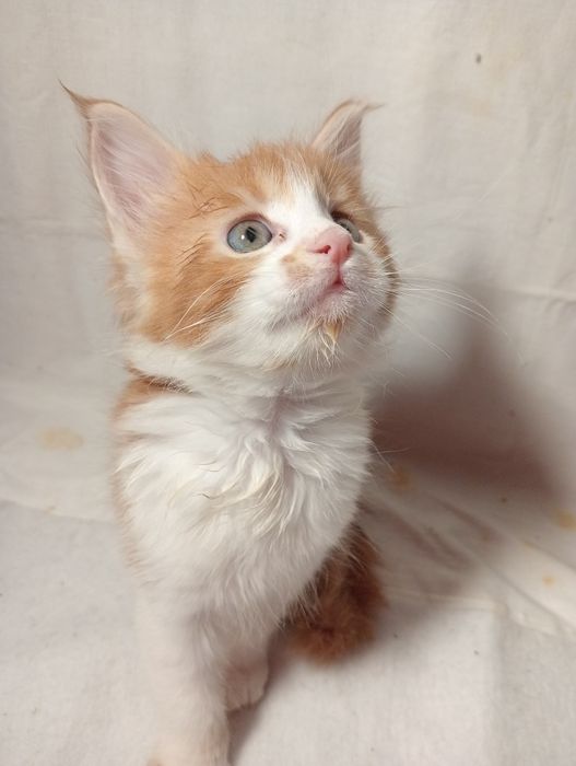 Кошенята Мейн-куни