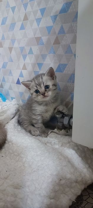 Породисті кошенята