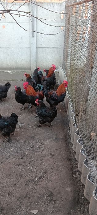 Яйце інкубаційне курей Маран