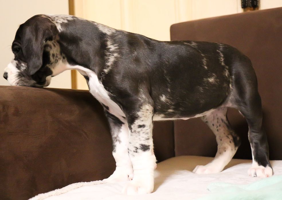 Dog niemiecki suczka merle