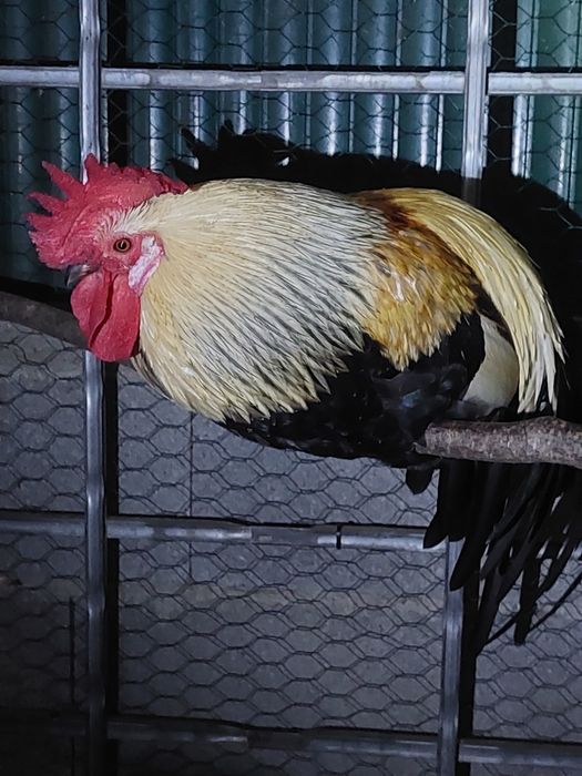 Galos adultos e saudáveis