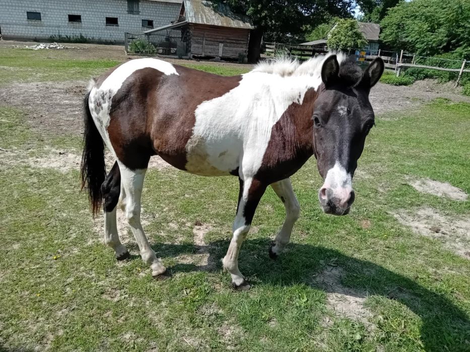 Sprzedam ogier hucuł.