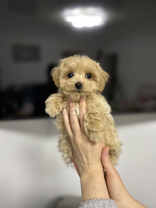 Maltipoo mini дівчинка ф1