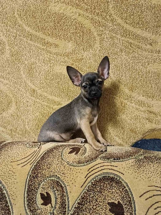 Щенки  чихуахуа подрощенные