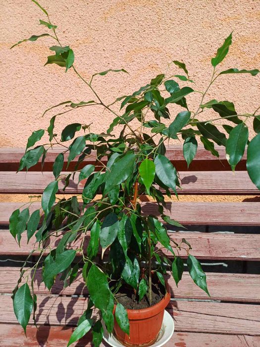 Фікус бенджаміна