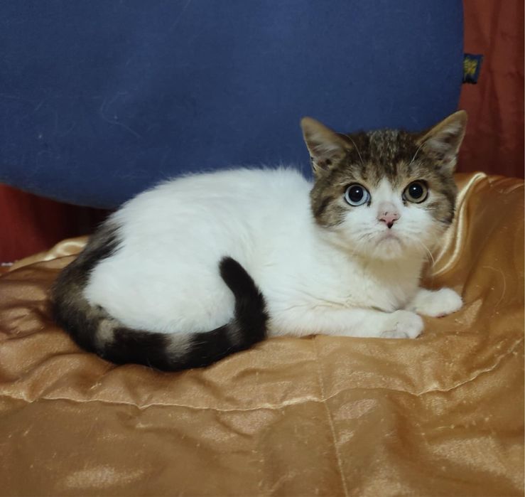 різноокій хлопчик