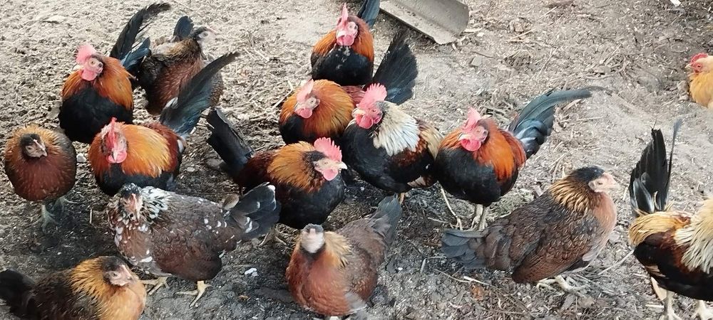 Продам карликовых петушков