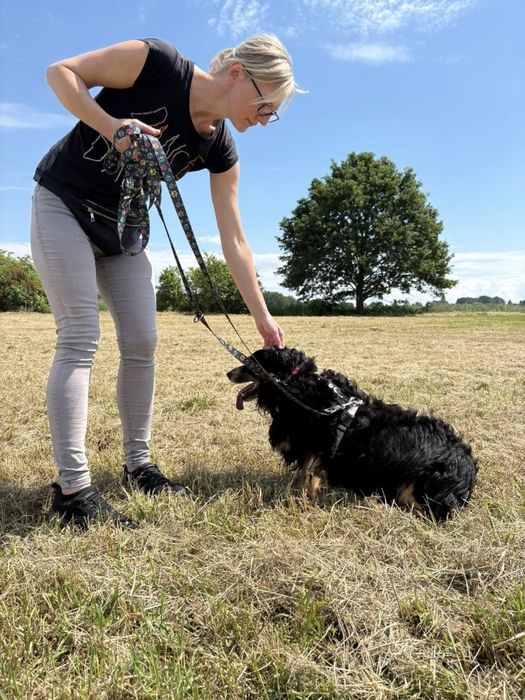 Budyń - delikatny psiak załamany po śmierci Pana szuka domu!