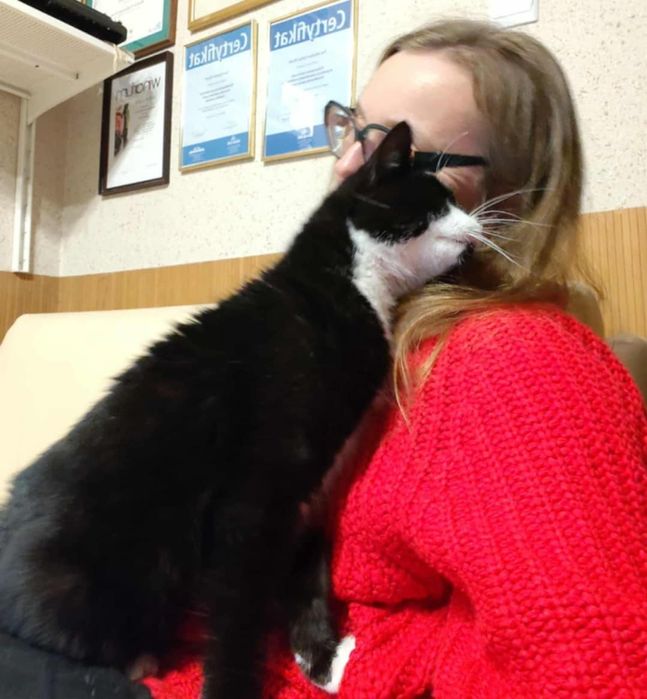 Kot kocur czarnobiały szuka domu miziak niekupujadoptuj