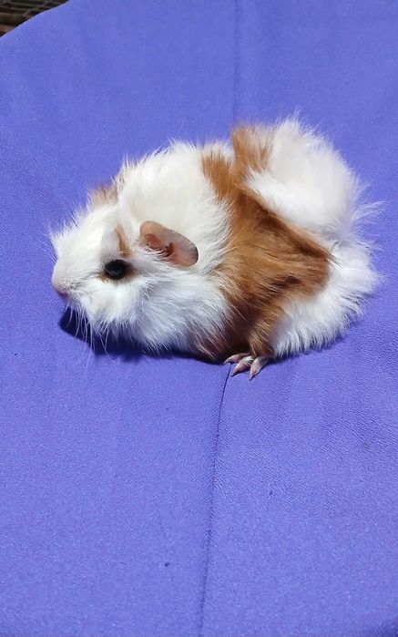 Морські свинки,  порода розетка.