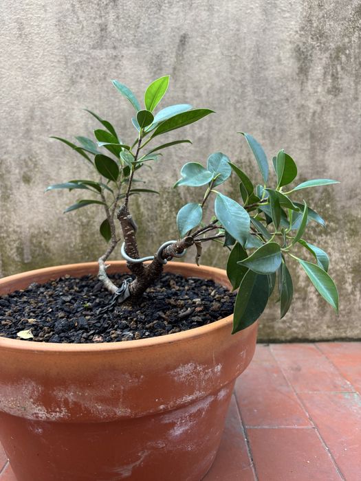 Pré-Bonsai de Ficus Microcarpa