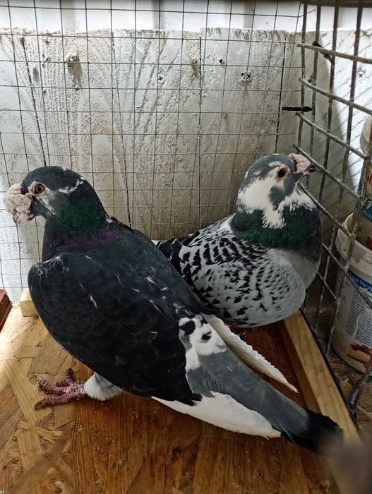 Mam do sprzedania gołębie staropolskie