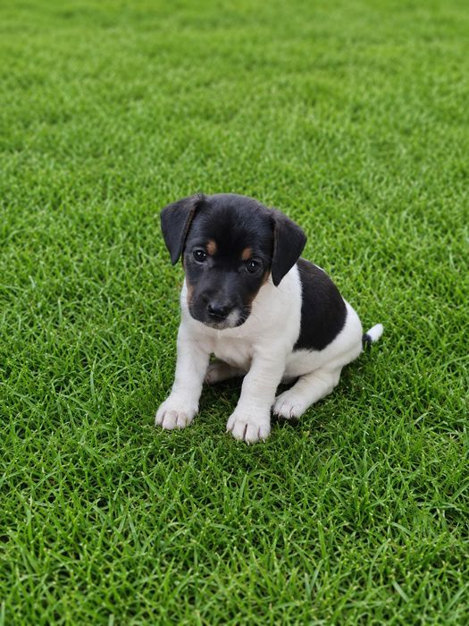 ..Jack Russell..