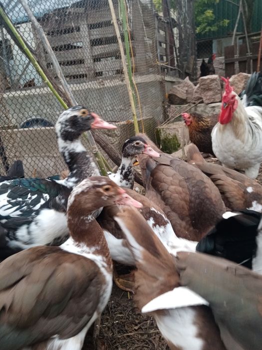 Продам індокачки різного віку