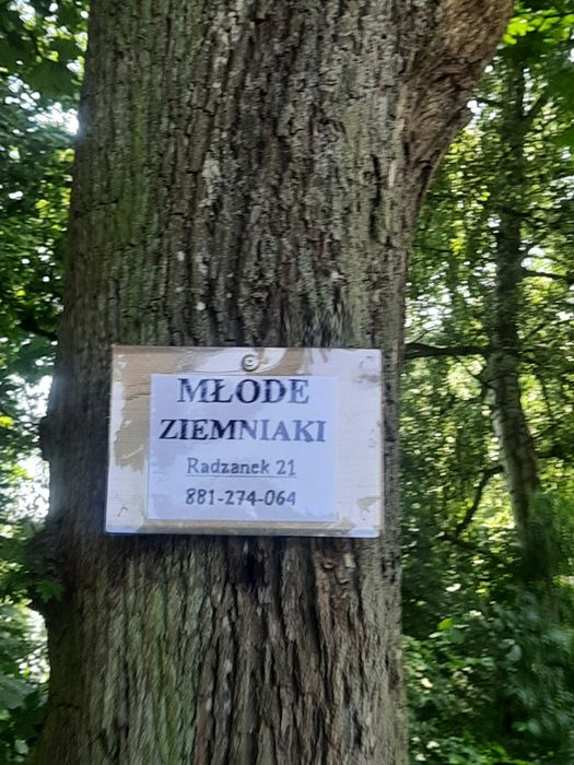 Młode Ziemniaki Denar