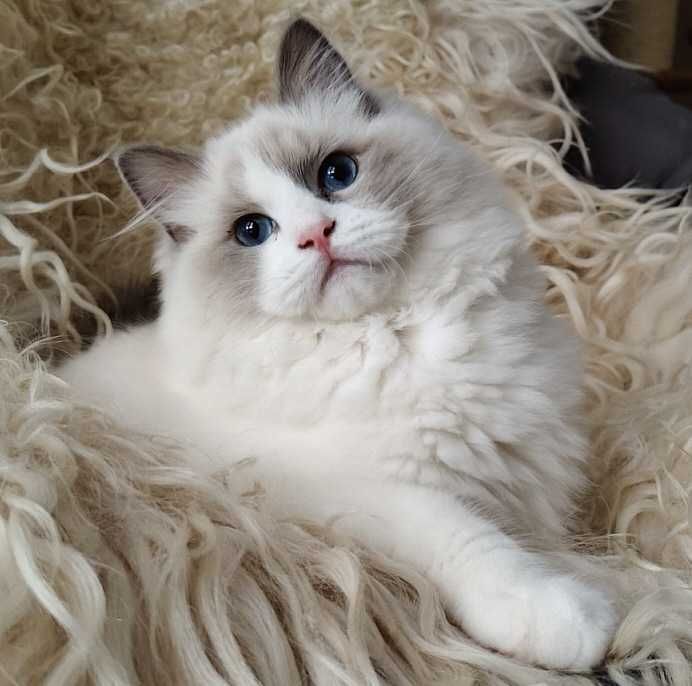Kocurek ragdoll z rodowodem, już do odbioru