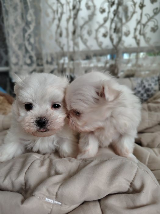 Продаються міні мальтезе