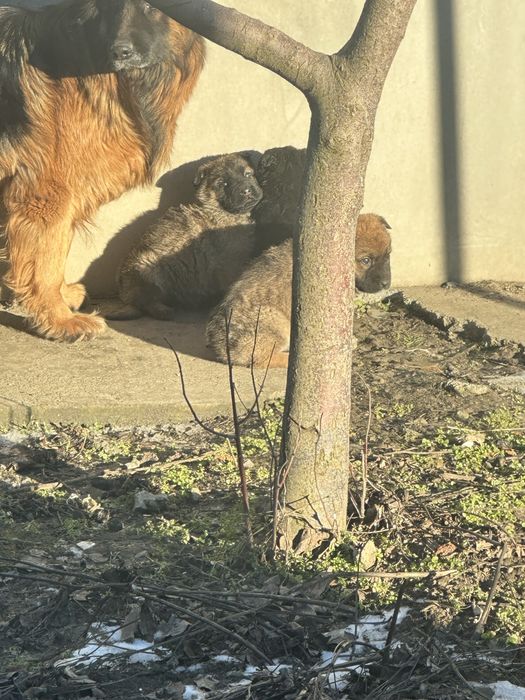 Собачки,  цуценята, щенята від вівчарки, безкоштовно