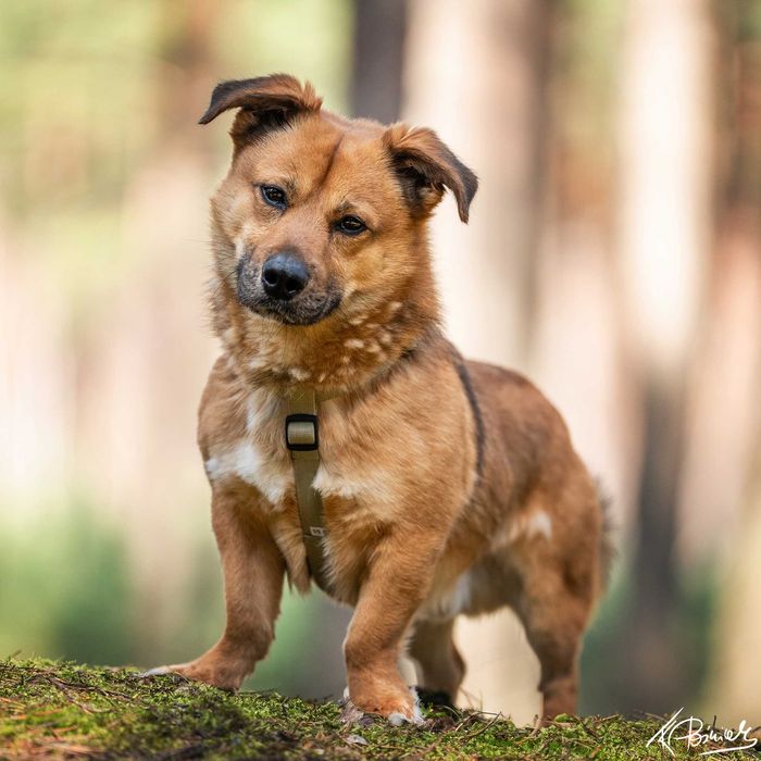 Przepiękny, mały Tango szuka domu!