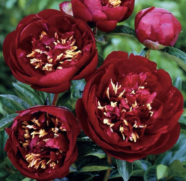 Саджанці півоній / Саженцы пионы