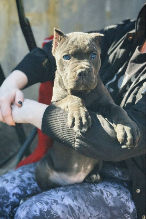 Хлопці і дівчата для броні