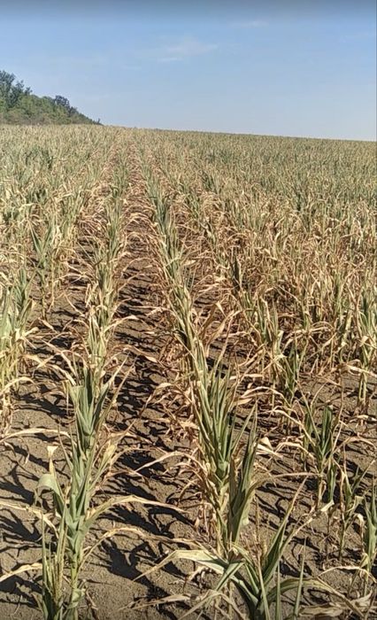 Зерносушарка 12 т