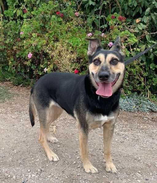 Sasha - Cadela média para adoção