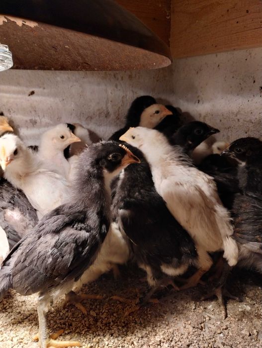 kurczki 3-tygodniwe mix