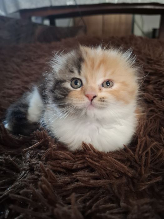 Миле висловухе  кошенятко шукає дім