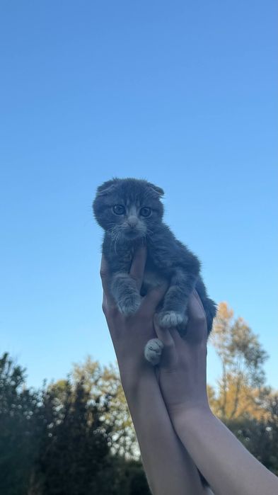 висловухе кошеня хлопчик