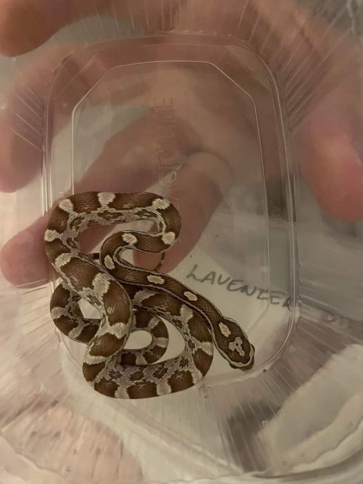 Węże zbożowe, wąż zbożowy z wyprawka