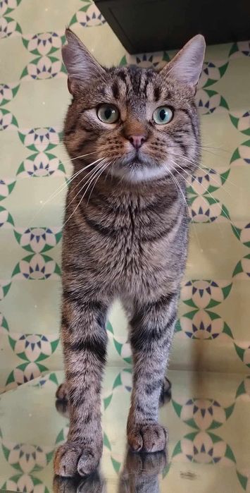 Ryś bez ogonka szuka domu! (FIV+)