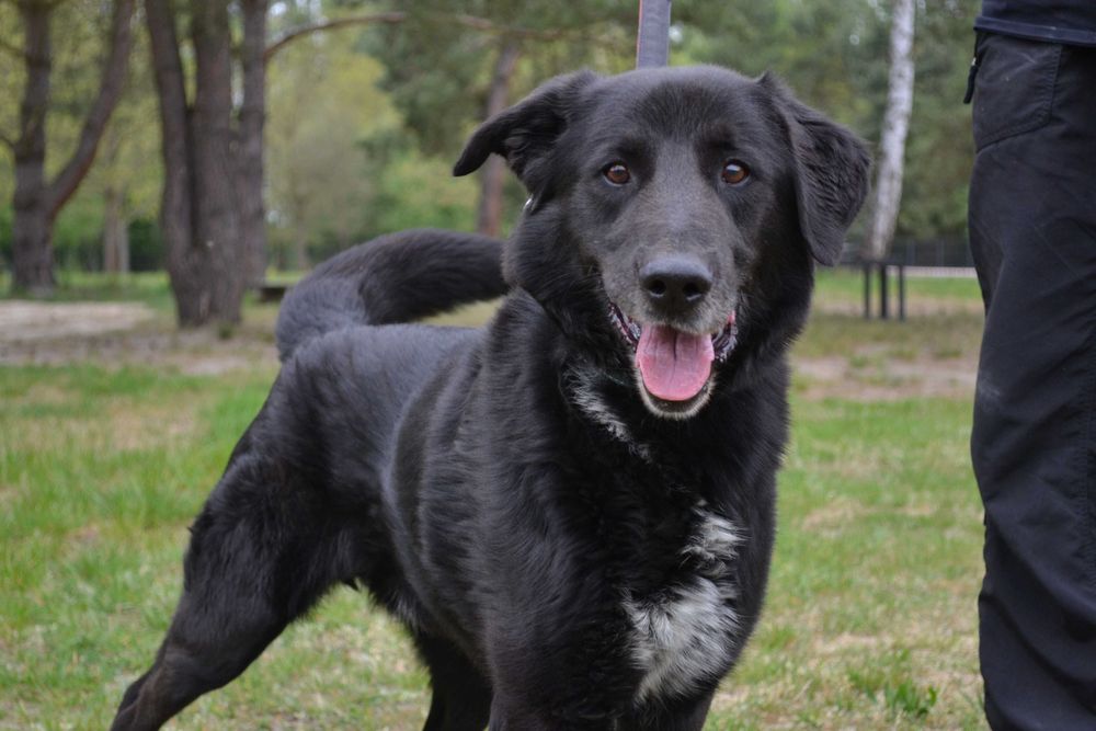 Czeka na dom: Duke