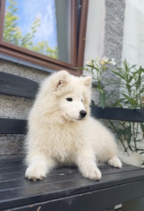 Ostatnia suczka Samoyed samojed Zapraszamy
