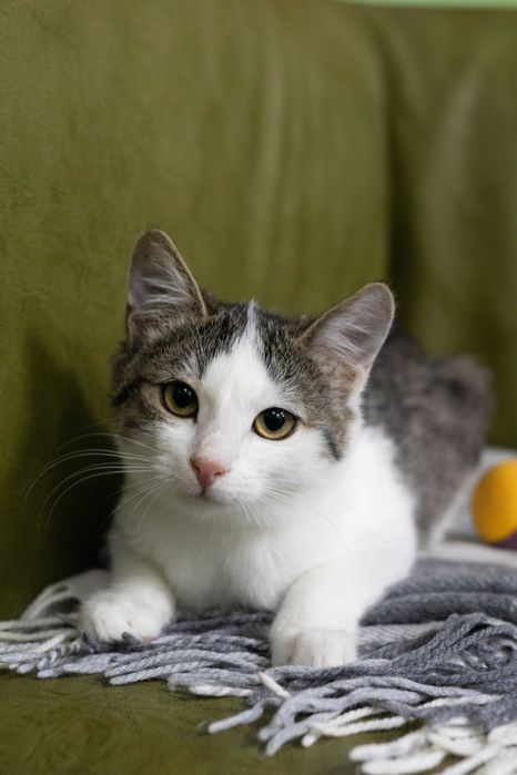 Кішечка, кошенятко маленьке