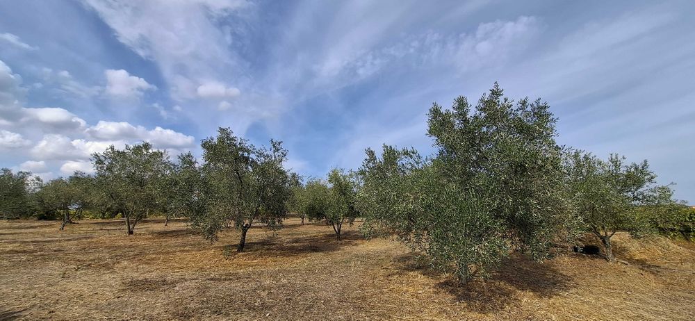 Terreno com vinha - Favaios / Douro