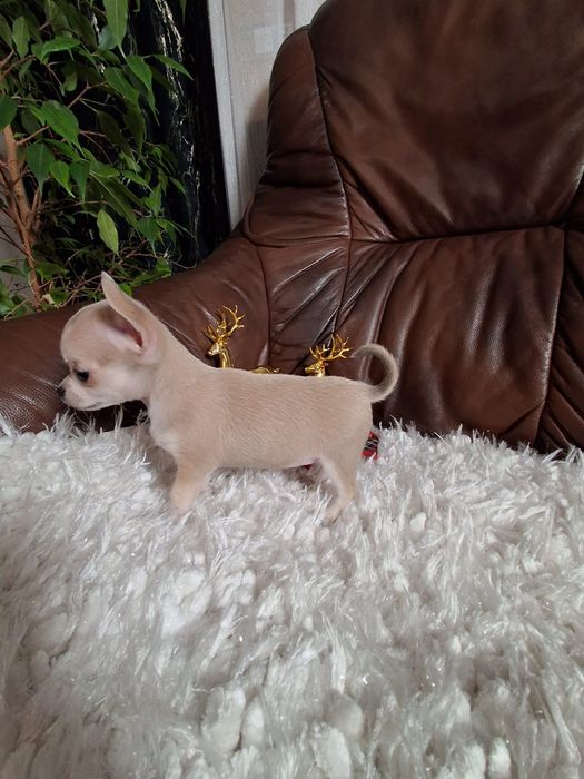 Śliczna suczka chihuahua