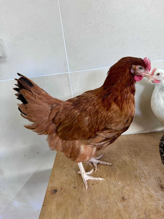 KURY NIOSKI ! Hodowla kur z wolnego wybiegu ! ROSSA Leghorn !