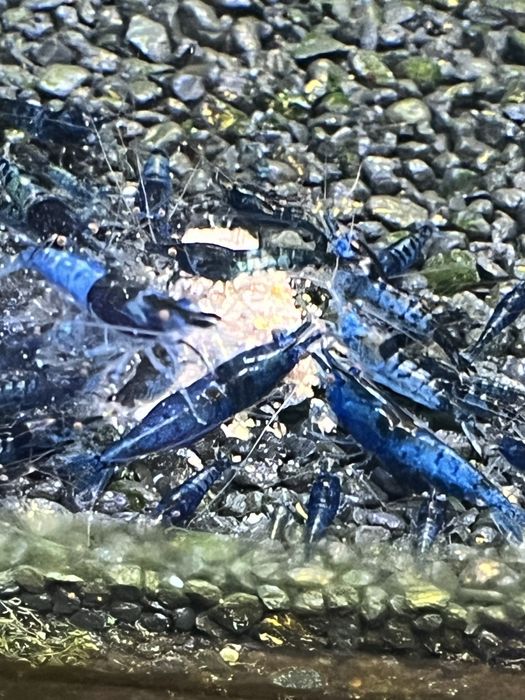 Krewetki Blue Velvet