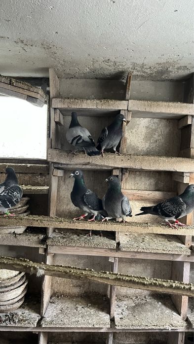 Gołębie Pocztowe Lotowe