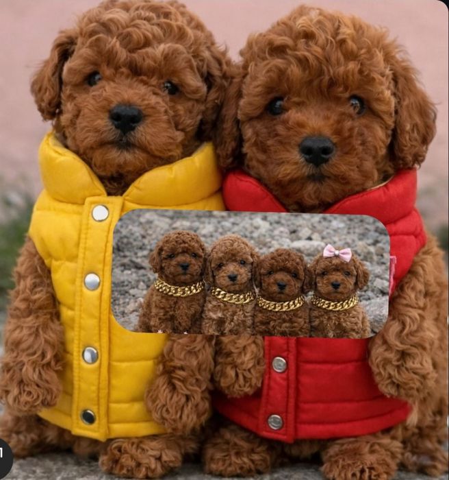 Хлопець і дівчина, той пудель,