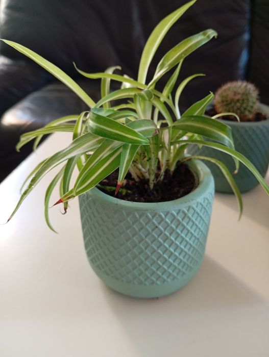 Mini plantas com vaso cerâmica