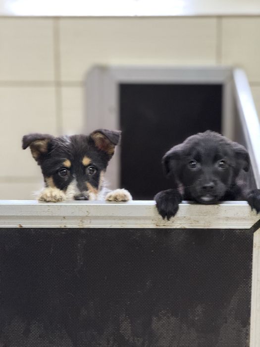 Цуценя міні породи