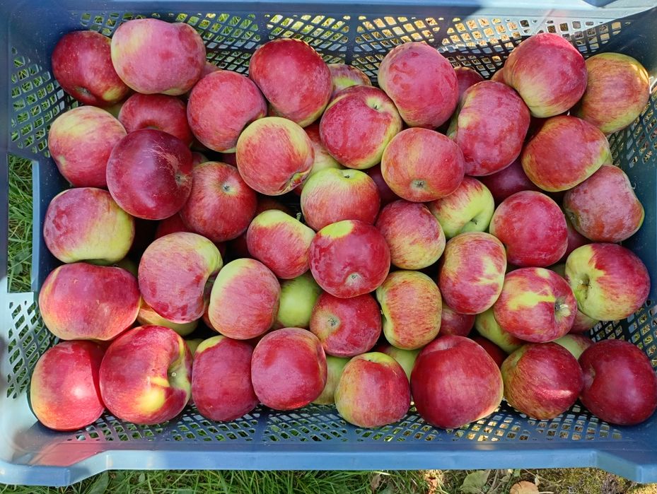 Sprzedam jabłka odmiany Szampion, Jonagored, Prince, Idared, Golden