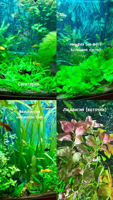 Аквариумные растения, нимфея, роголистник, людвигия, валиснерия, рыбки